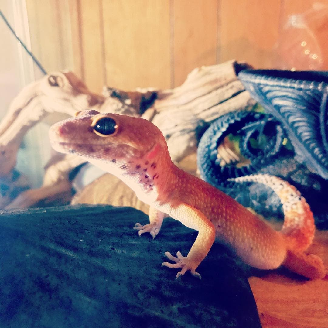 GeckoDudez